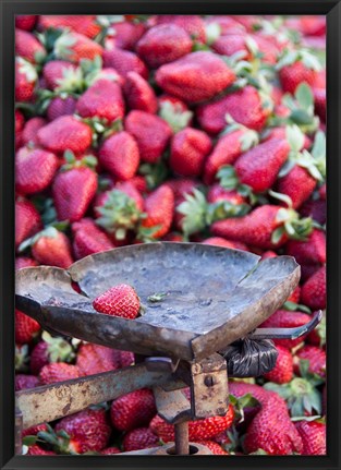 Framed Strawberries for sale in Fes medina, Morocco Print