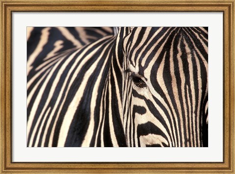 Framed Tight Portrait of Plains Zebra, Khwai River, Moremi Game Reserve, Botswana Print