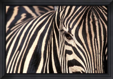 Framed Tight Portrait of Plains Zebra, Khwai River, Moremi Game Reserve, Botswana Print