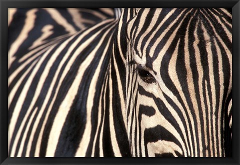 Framed Tight Portrait of Plains Zebra, Khwai River, Moremi Game Reserve, Botswana Print