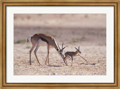 Framed Springbok Mother Helps Newborn, Kalahari Gemsbok National Park, South Africa Print