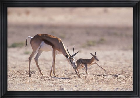 Framed Springbok Mother Helps Newborn, Kalahari Gemsbok National Park, South Africa Print