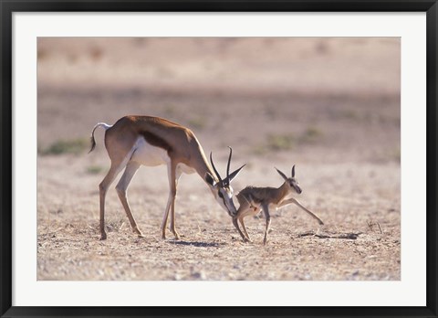 Framed Springbok Mother Helps Newborn, Kalahari Gemsbok National Park, South Africa Print