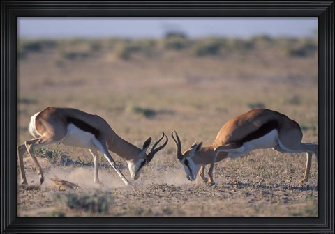 Framed Springbok Sparring, Etosha National Park, Namibia Print