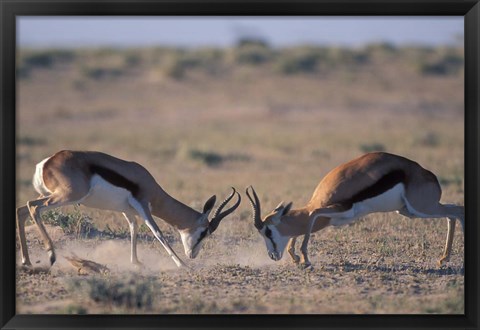 Framed Springbok Sparring, Etosha National Park, Namibia Print