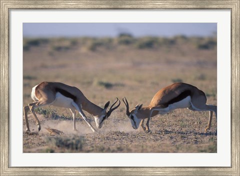 Framed Springbok Sparring, Etosha National Park, Namibia Print