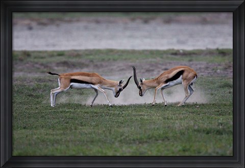 Framed Thomson&#39;s Gazelles Fighting, Tanzania Print