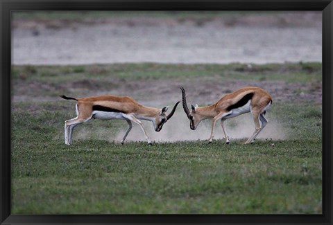 Framed Thomson&#39;s Gazelles Fighting, Tanzania Print