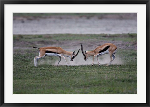 Framed Thomson&#39;s Gazelles Fighting, Tanzania Print