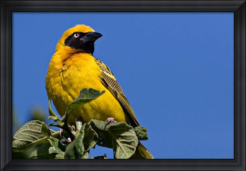 Framed Speke&#39;s Weaver, Tanzania Print