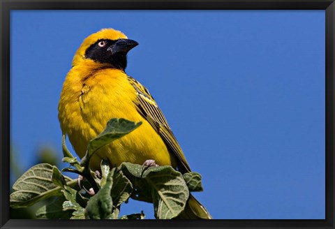 Framed Speke&#39;s Weaver, Tanzania Print