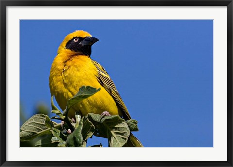 Framed Speke&#39;s Weaver, Tanzania Print