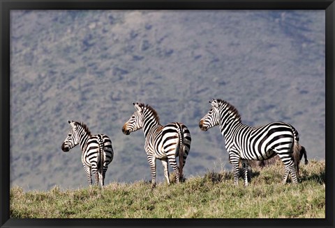 Framed Three Zebras Watch a Lion Approach, Tanzania Print