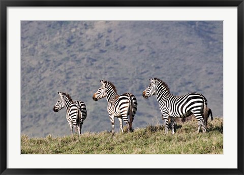 Framed Three Zebras Watch a Lion Approach, Tanzania Print