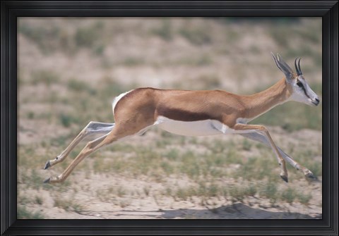 Framed Springbok Running Through Desert, Kgalagadi Transfrontier Park, South Africa Print