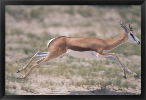 Framed Springbok Running Through Desert, Kgalagadi Transfrontier Park, South Africa Print