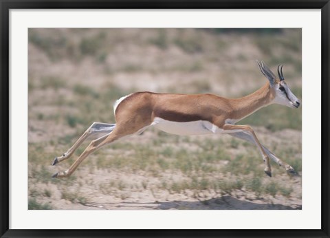 Framed Springbok Running Through Desert, Kgalagadi Transfrontier Park, South Africa Print