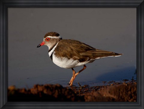 Framed Wading Threebanded Plover, South Africa Print