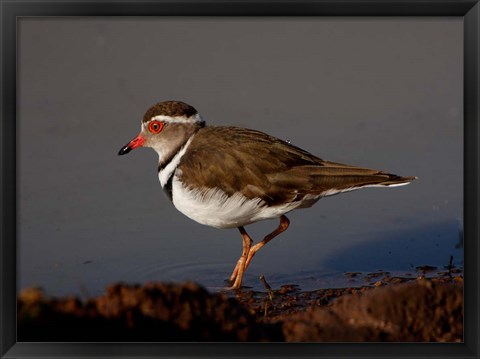 Framed Wading Threebanded Plover, South Africa Print