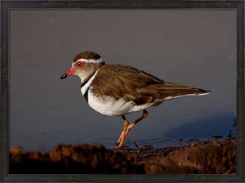 Framed Wading Threebanded Plover, South Africa Print