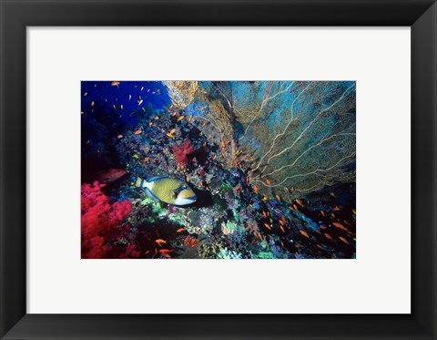 Framed Titan Triggerfish, Red Sea, Egypt Print