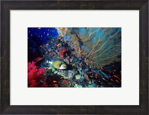 Framed Titan Triggerfish, Red Sea, Egypt Print