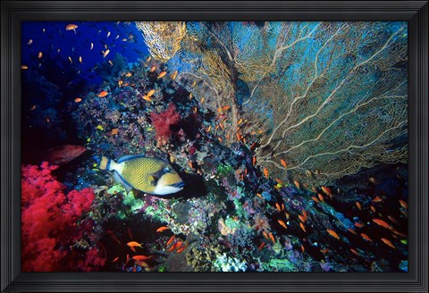 Framed Titan Triggerfish, Red Sea, Egypt Print