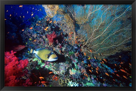 Framed Titan Triggerfish, Red Sea, Egypt Print