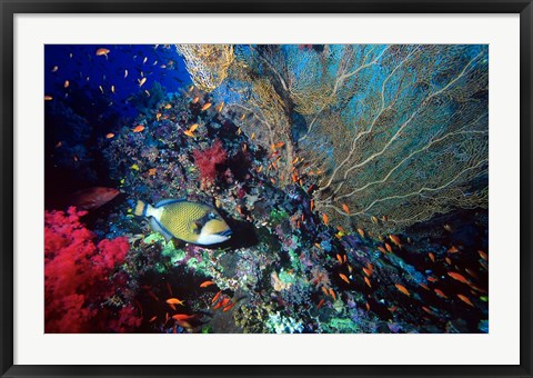 Framed Titan Triggerfish, Red Sea, Egypt Print