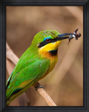 Framed Tanzania, Lake Manyara NP, Bee-eater tropical bird Print