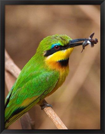 Framed Tanzania, Lake Manyara NP, Bee-eater tropical bird Print