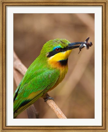 Framed Tanzania, Lake Manyara NP, Bee-eater tropical bird Print