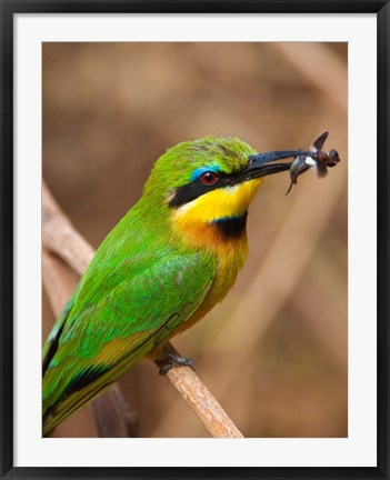 Framed Tanzania, Lake Manyara NP, Bee-eater tropical bird Print