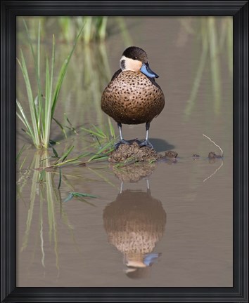 Framed Hottentot Teal duck wading, Tanzania Print