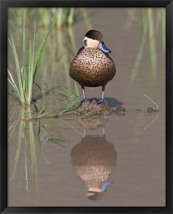 Framed Hottentot Teal duck wading, Tanzania Print