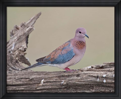 Framed Tanzania, Laughing Dove bird, Ngorongoro Print