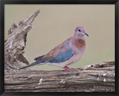 Framed Tanzania, Laughing Dove bird, Ngorongoro Print