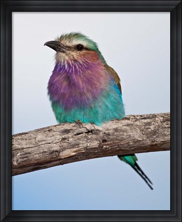 Framed Tanzania, Lilac-Breasted Roller bird, Ndutu Print