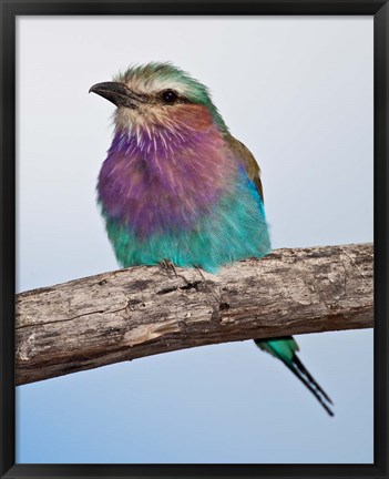 Framed Tanzania, Lilac-Breasted Roller bird, Ndutu Print