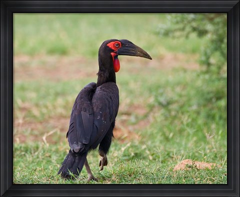 Framed Tanzania, Southern Ground Hornbill bird Print