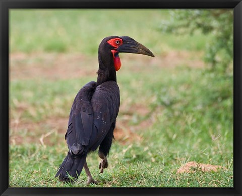 Framed Tanzania, Southern Ground Hornbill bird Print