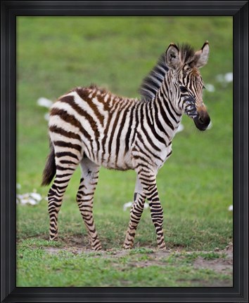 Framed Tanzania, Zebra, Ngorongoro Crater, Conservation Print