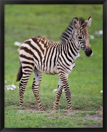 Framed Tanzania, Zebra, Ngorongoro Crater, Conservation Print