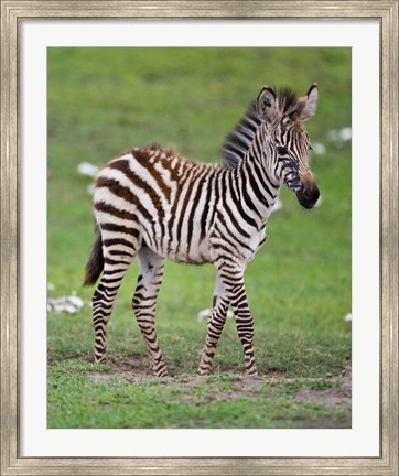 Framed Tanzania, Zebra, Ngorongoro Crater, Conservation Print