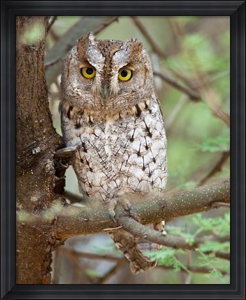 Framed Tanzania. African Scops Owl at Tarangire NP. Print