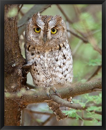 Framed Tanzania. African Scops Owl at Tarangire NP. Print