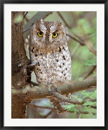 Framed Tanzania. African Scops Owl at Tarangire NP. Print