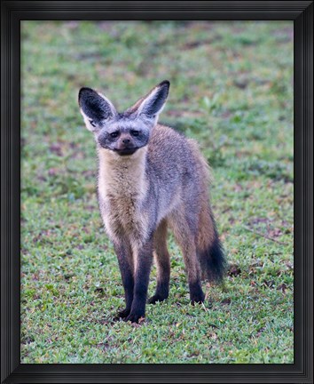 Framed Tanzania. Bat-Eared Fox, Ngorongoro Conservation Print