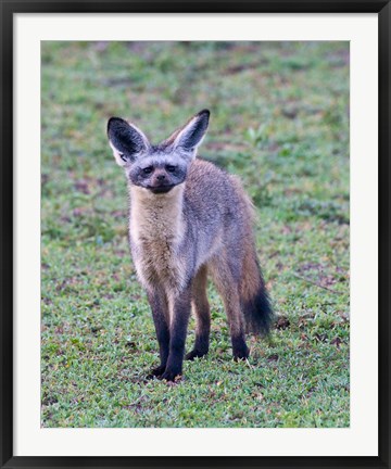 Framed Tanzania. Bat-Eared Fox, Ngorongoro Conservation Print