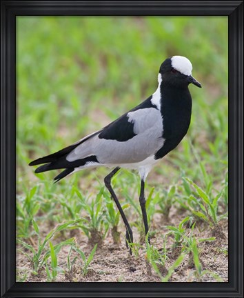 Framed Tanzania. Blacksmith Plover in Tarangire NP. Print